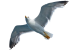 png-flying-seagull-121616077805